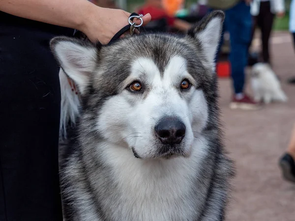 Porträtt av en charmig fluffig grå-vit Alaska Malamute närbild. Vacker stor vänlig släde hund ras. En kvinnlig Malamute med vackra intelligenta bruna ögon. — Stockfoto