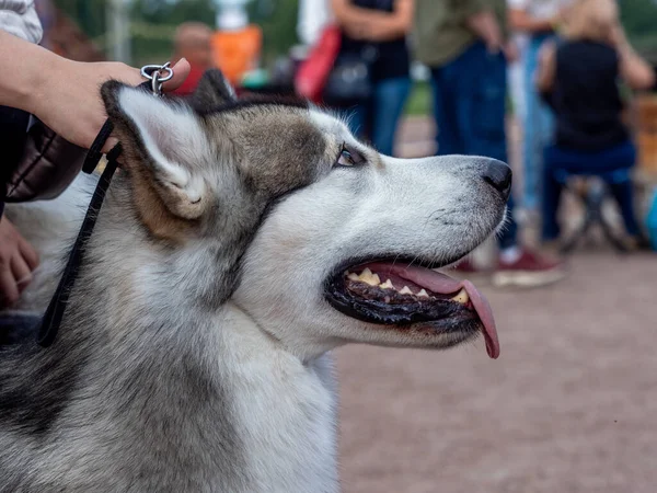 Porträtt av en charmig fluffig grå-vit Alaska Malamute närbild. Vacker stor vänlig släde hund ras. En kvinnlig Malamute med vackra intelligenta bruna ögon. — Stockfoto