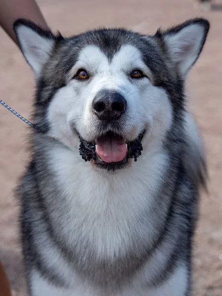 Retrato de um encantador macio cinza-branco Alasca Malamute close-up. Linda enorme raça cão de trenó amigável. Uma fêmea Malamute com belos olhos castanhos inteligentes. — Fotografia de Stock