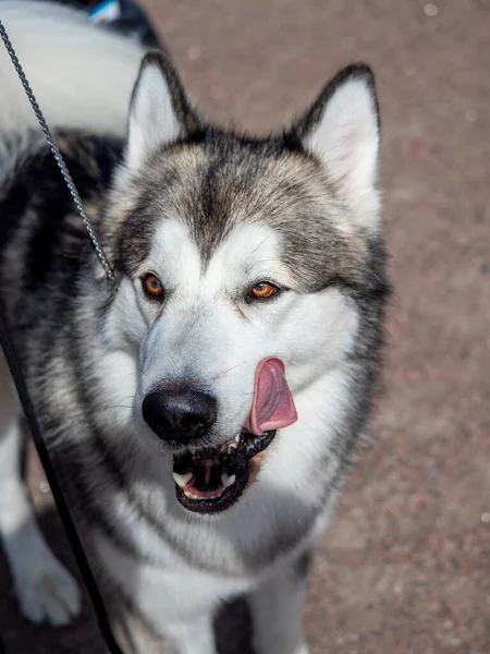 Porträtt av en charmig fluffig grå-vit Alaska Malamute närbild. Vacker stor vänlig släde hund ras. En kvinnlig Malamute med vackra intelligenta bruna ögon. — Stockfoto