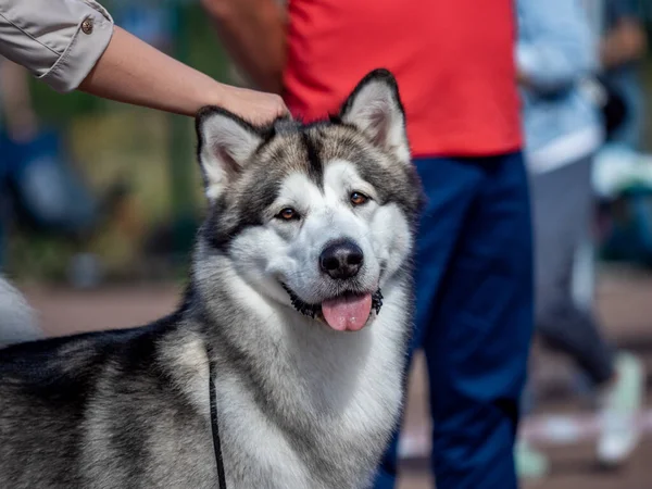 Porträtt av en charmig fluffig grå-vit Alaska Malamute närbild. Vacker stor vänlig släde hund ras. En kvinnlig Malamute med vackra intelligenta bruna ögon. — Stockfoto