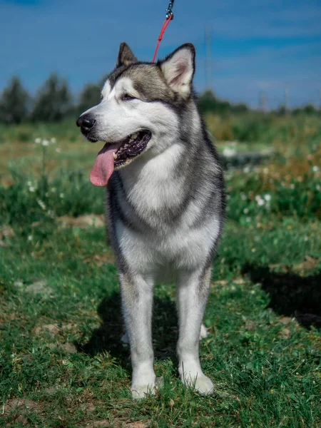Porträtt av en charmig fluffig grå-vit Alaska Malamute närbild. Vacker stor vänlig släde hund ras. En kvinnlig Malamute med vackra intelligenta bruna ögon. — Stockfoto
