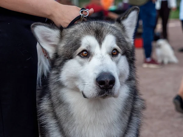 Retrato de un encantador y esponjoso primer plano de Alaska Malamute de color gris-blanco. Hermosa raza de perro de trineo amigable enorme. Una mujer Malamute con hermosos ojos marrones inteligentes. Imagen De Stock