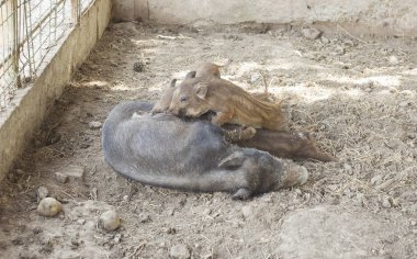 yaban domuzu hayvanlar hayvanat bahçesinde