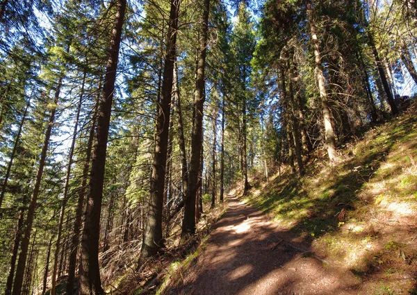 Visão Ampla Caminho Floresta — Fotografia de Stock