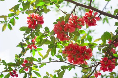 güzel yaz ağacının kırmızı çiçek. portre