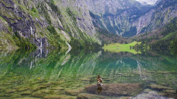 Burung Bebek Danau Obersee Bavaria Jerman — Stok Foto