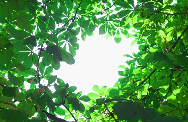 Природний Каркас Дерева Текстурою Зеленого Листя Порожнім Простором Центрі — стокове фото