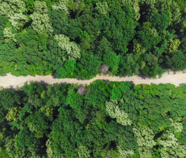 yol yeşil ormanın içinde. havadan görünümü