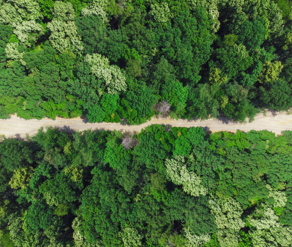 Road in the green forest. aerial view