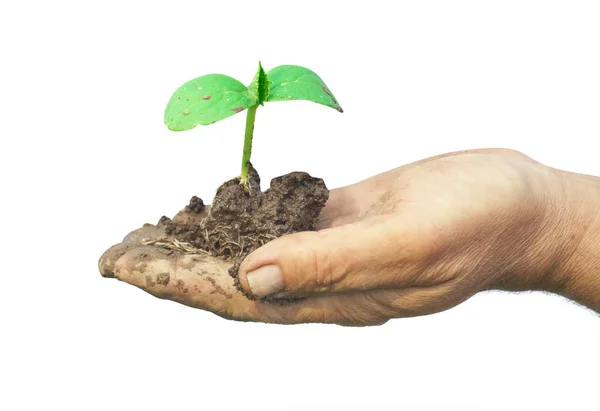Ręce Człowieka Gospodarstwa Zielone Kiełki Maszyn Dirt — Zdjęcie stockowe