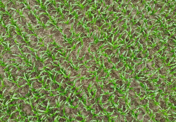 Aerial View Corn Field Drone — Stock Photo, Image