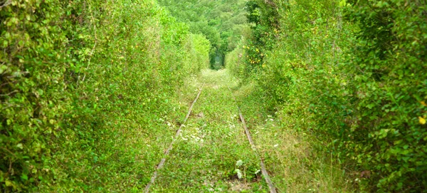 Túnel Amor Roménia Ferrovia Floresta — Fotografia de Stock