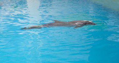 yunus hayvan dolphinarium Arena