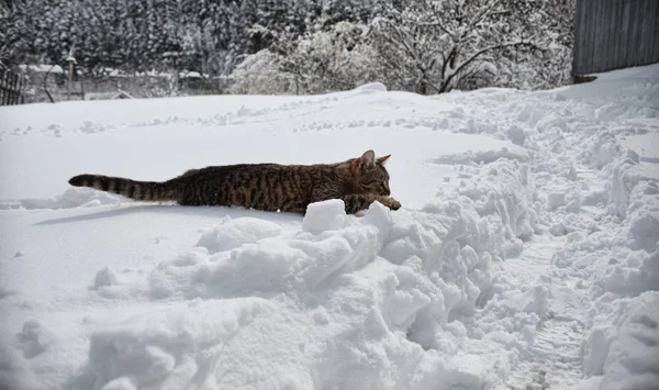 Gatto Che Cammina Nella Neve Grande Scena Invernale — Foto Stock