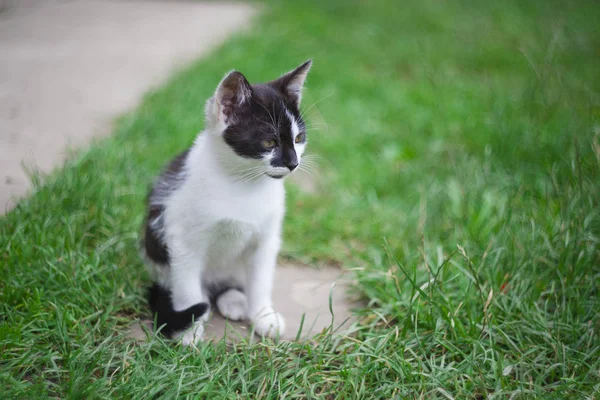 Großaufnahme Einer Katze Gras Fokus Auf Den Kopf — Stockfoto