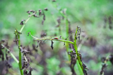 patates bitki yiyen böcek