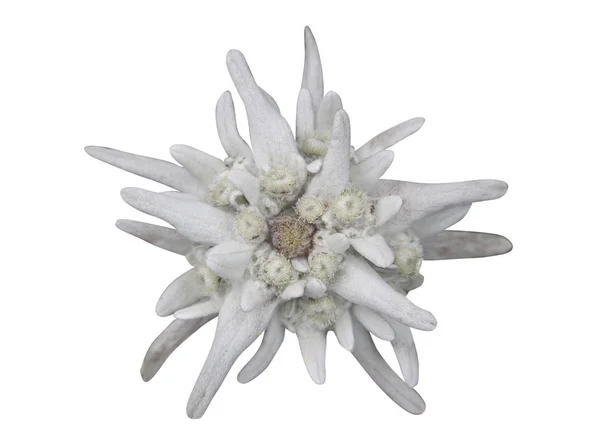 Edelweiss Virág Elszigetelt Fehér Background — Stock Fotó