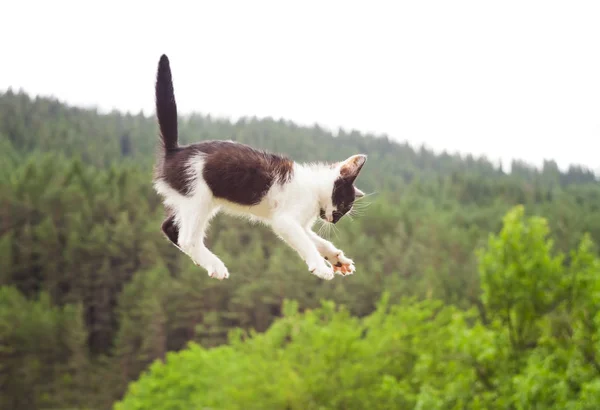 Gato Bonito Voando Caindo Natureza Close — Fotografia de Stock