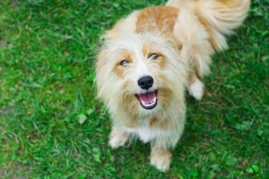 şirin ve heyecanlı köpek kameraya bakarak çim