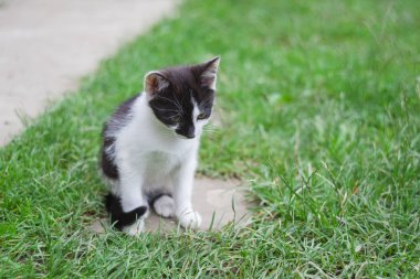 çim kedi closeup. kafasına odaklanmak