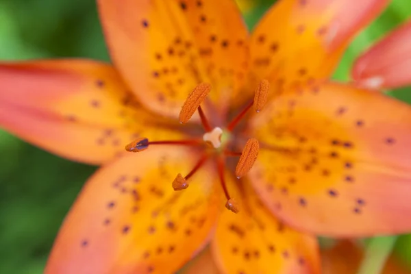 Nahaufnahme Von Lilienblütenkelchen Der Natur — Stockfoto