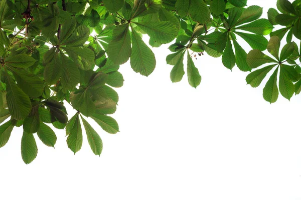 绿叶纹理树的自然骨架与中心空空间 — 图库照片