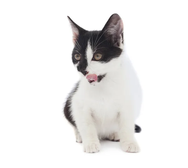 Lindo Gato Lamiendo Boca Con Lengua — Foto de Stock