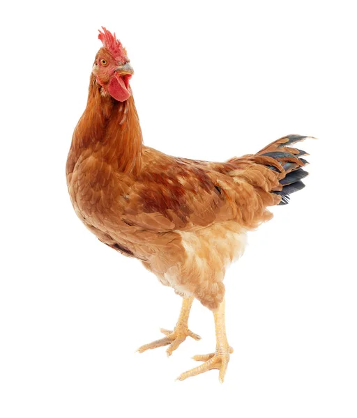 Curious Rooster Chicken Looking Camera — Stock Photo, Image