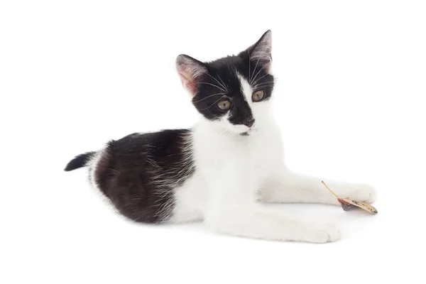 Pequeño Lindo Gato Jugando Con Una Hoja — Foto de Stock