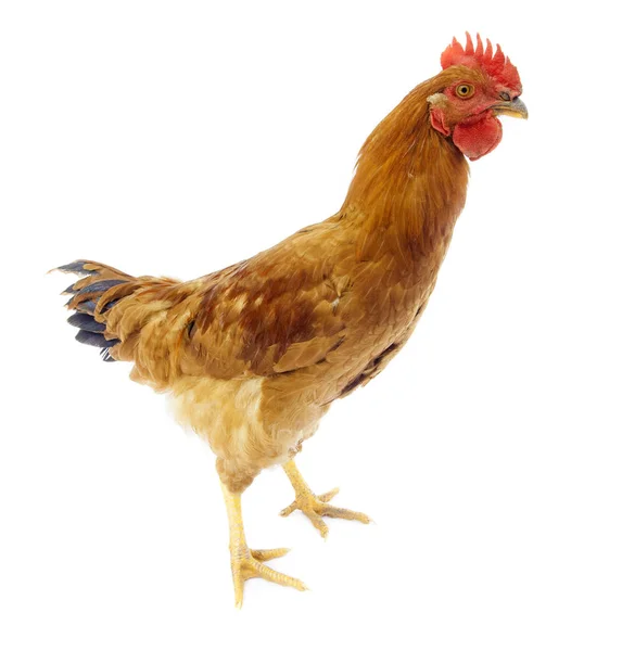 Funny Curious Rooster Chicken Looking Camera — Stock Photo, Image