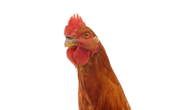 カメラ目線酉鶏の頭 — ストック写真