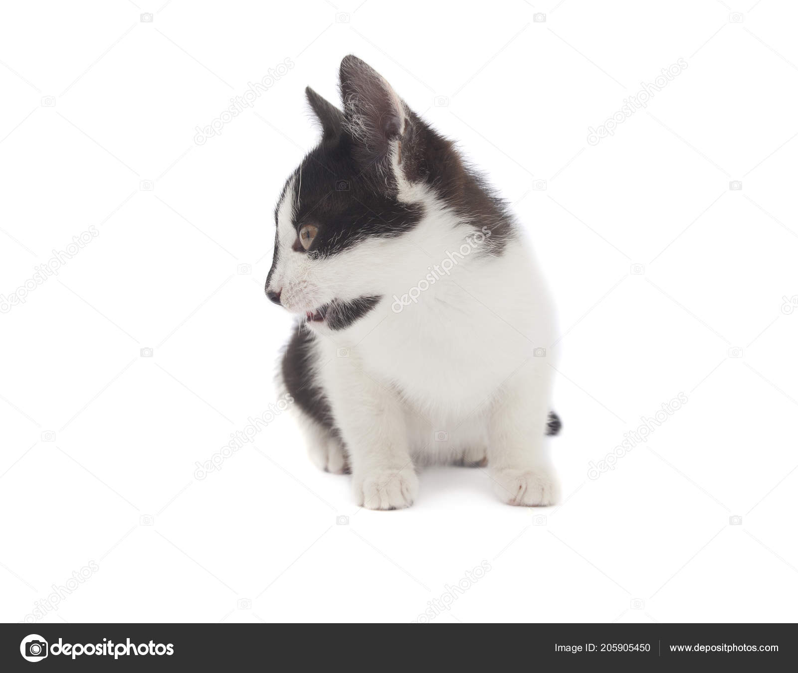Mignon Bebe Chat Regardant Gauche Sur Fond Blanc Image Libre De Droit Par Johny007pandp C Mignon Bebe Chat Regardant Gauche Sur Fond Blanc Image Libre De Droit Par Johny007pandp C