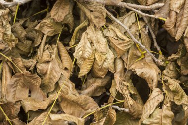 Kuru doku bahçede bırakır.