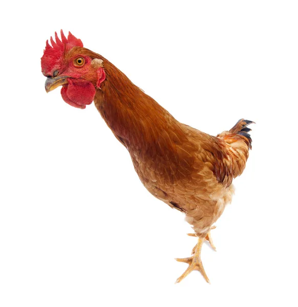 Funny Curious Rooster Chicken Looking Camera — Stock Photo, Image