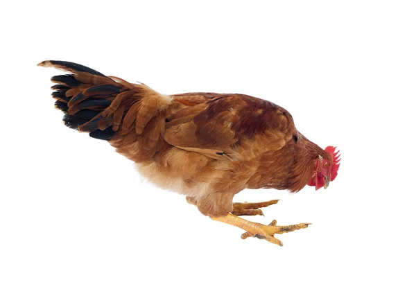 Hühner Oder Hähne Schauen Auf Weiß Herab — Stockfoto
