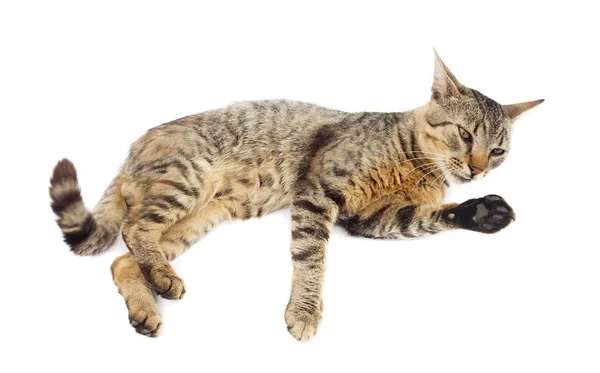 Gato Acostado Sobre Fondo Blanco — Foto de Stock