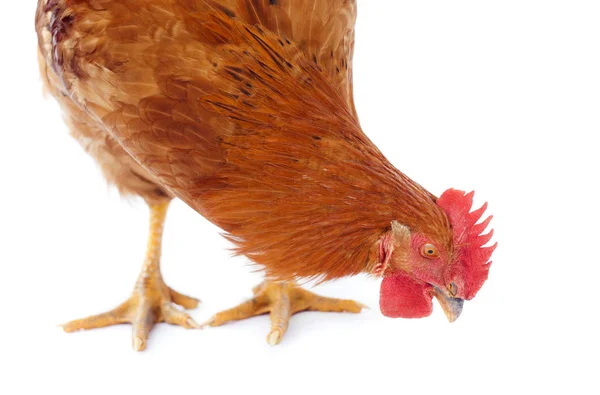 Gallina Gallo Pollo Mirando Hacia Abajo Blanco —  Fotos de Stock