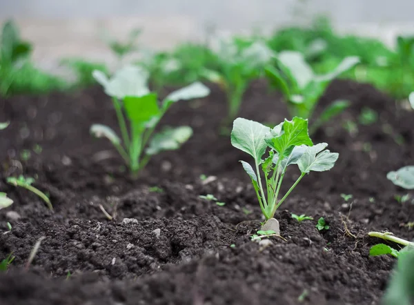 Green Fresh Crop Salad Vegetables Garden Closeup — Stock Photo, Image