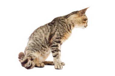 gri kedi sağda beyaz arka plan seyir