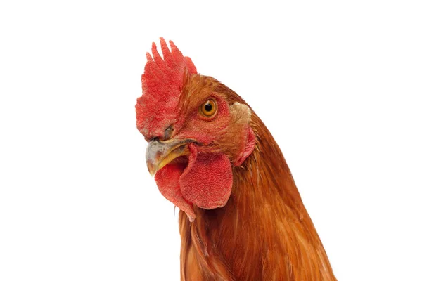 Head Rooster Chicken Looking Camera — Stock Photo, Image