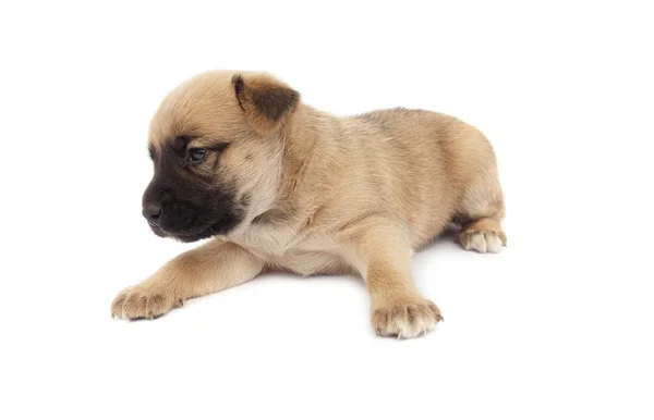 Small Baby Dog Puppy Isolated White Background — Stock Photo, Image