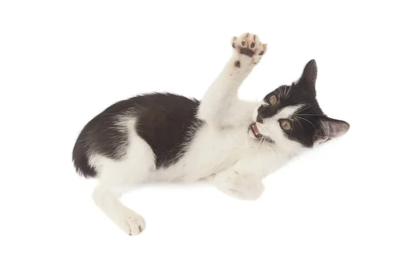 Kleine Kat Spelen Geïsoleerd Witte Achtergrond — Stockfoto