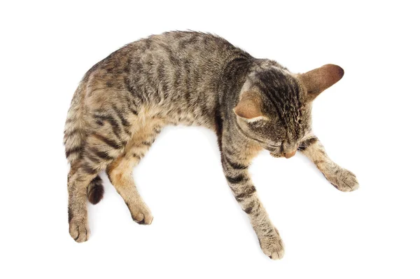 Grey Cat Lying View — Stock Photo, Image