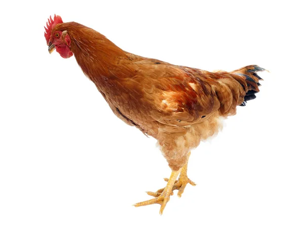 Beyaz Arka Plan Üzerinde Izole Tavuk Veya Horoz Tavuk — Stok fotoğraf