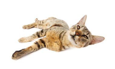 yaşlı hasta kedi beyaz arka plan üzerinde yalan