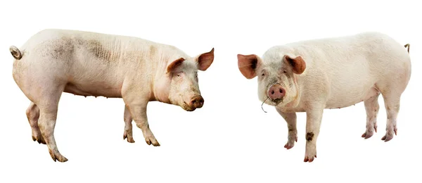 豚のセット 白で隔離ファーム動物 — ストック写真
