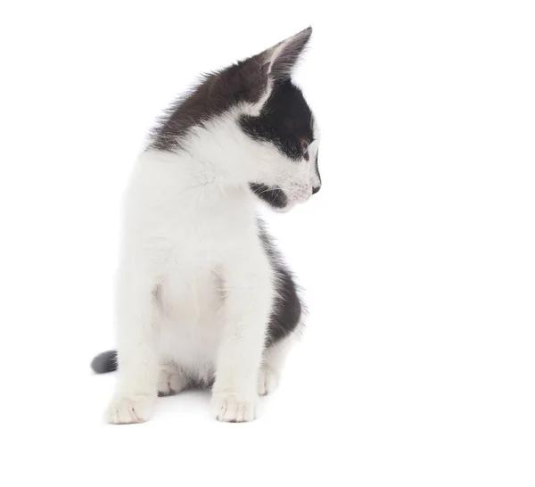 Симпатичная Кошка Смотрит Влево Белом Фоне — стоковое фото