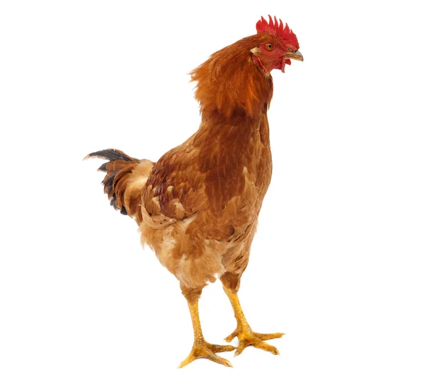 Gallina Gallo Scuotendo Testa Isolato — Foto Stock