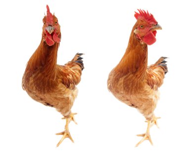 kameraya bakarak komik ve meraklı horoz tavuk